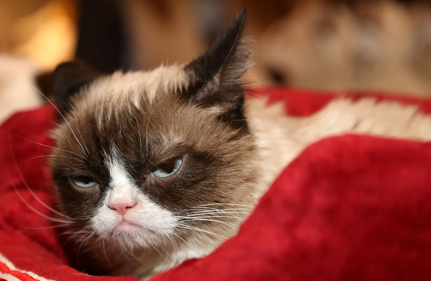 Grumpy Cat, the inspiration for numerous memes.