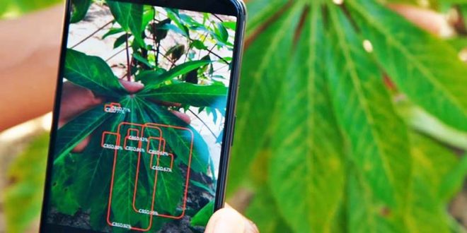 AI agriculture, potato late blight, DeepDetect, Aberystwyth University, smartphone crop monitoring, precision farming, plant disease forecasting, SFIS innovation funding, environmental sustainability, Welsh AgTech, agricultural AI tool, crop protection app