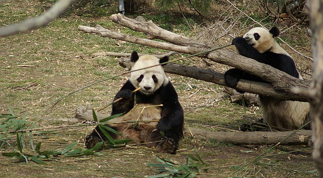 The strategic role of China's furry ambassadors 1 Animal, Wildlife, Mammal, Bear, Giant Panda