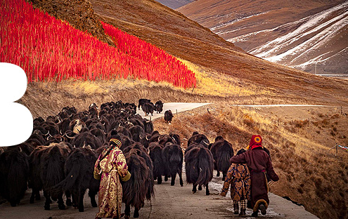 Adult, Female, Person, Woman, Animal, Cattle, Livestock, Mammal, Yak, Sheep, Cow