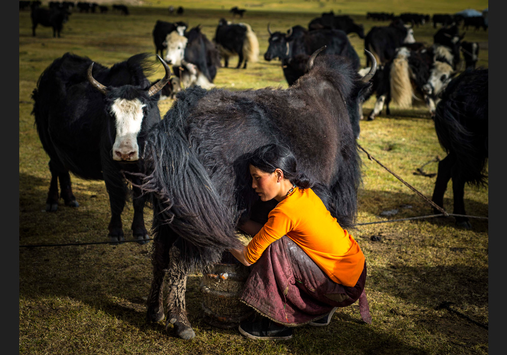 Evening milking near the Yarlung Zangpo River in the Sershul/Dzachuka area, Kham. Scenes like this show that pastoral nomadic life still endures on the Tibetan Plateau. Photo © Diane Barker – @dianebarker108
.