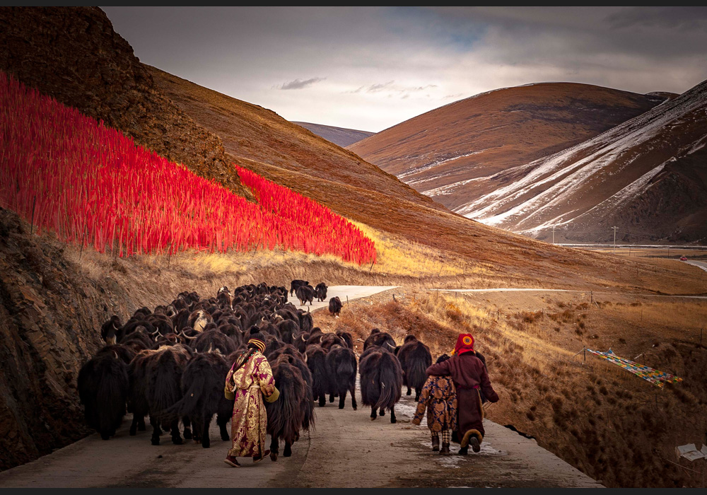  Adult, Female, Person, Woman, Animal, Cattle, Livestock, Mammal, Yak, Cow, Nature, Outdoors, Scenery