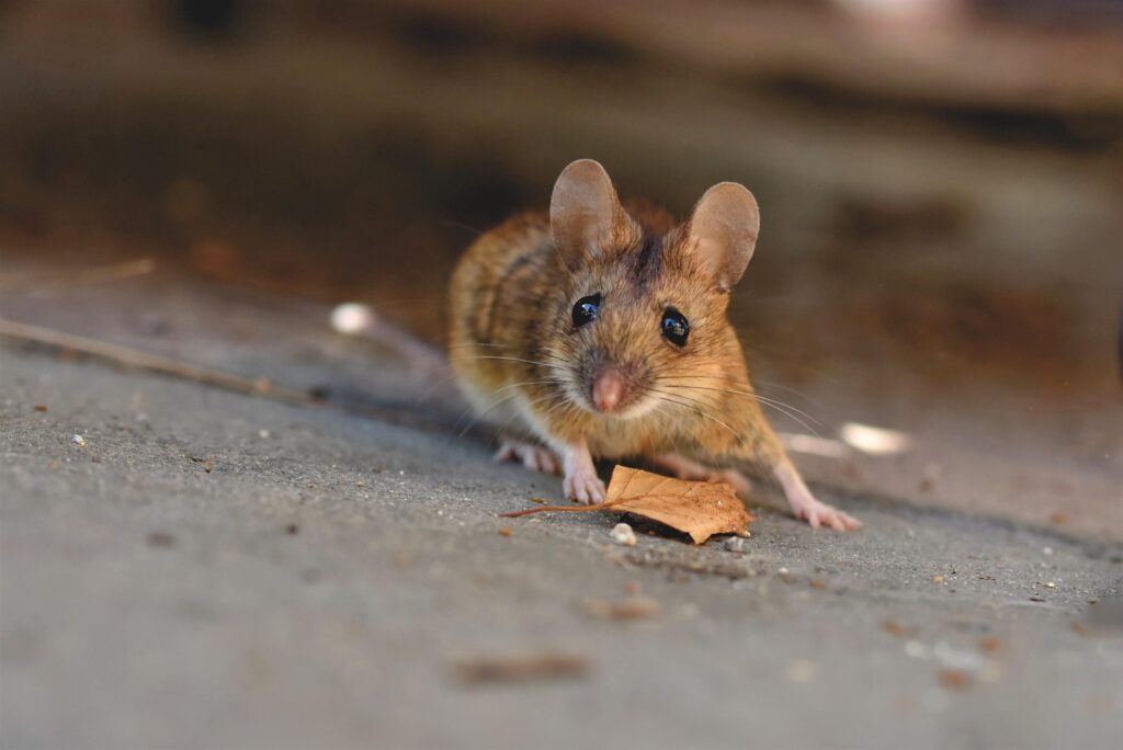 A powerful AI model has mapped the mouse brain in unprecedented detail, opening new frontiers for neuroscience and medicine.