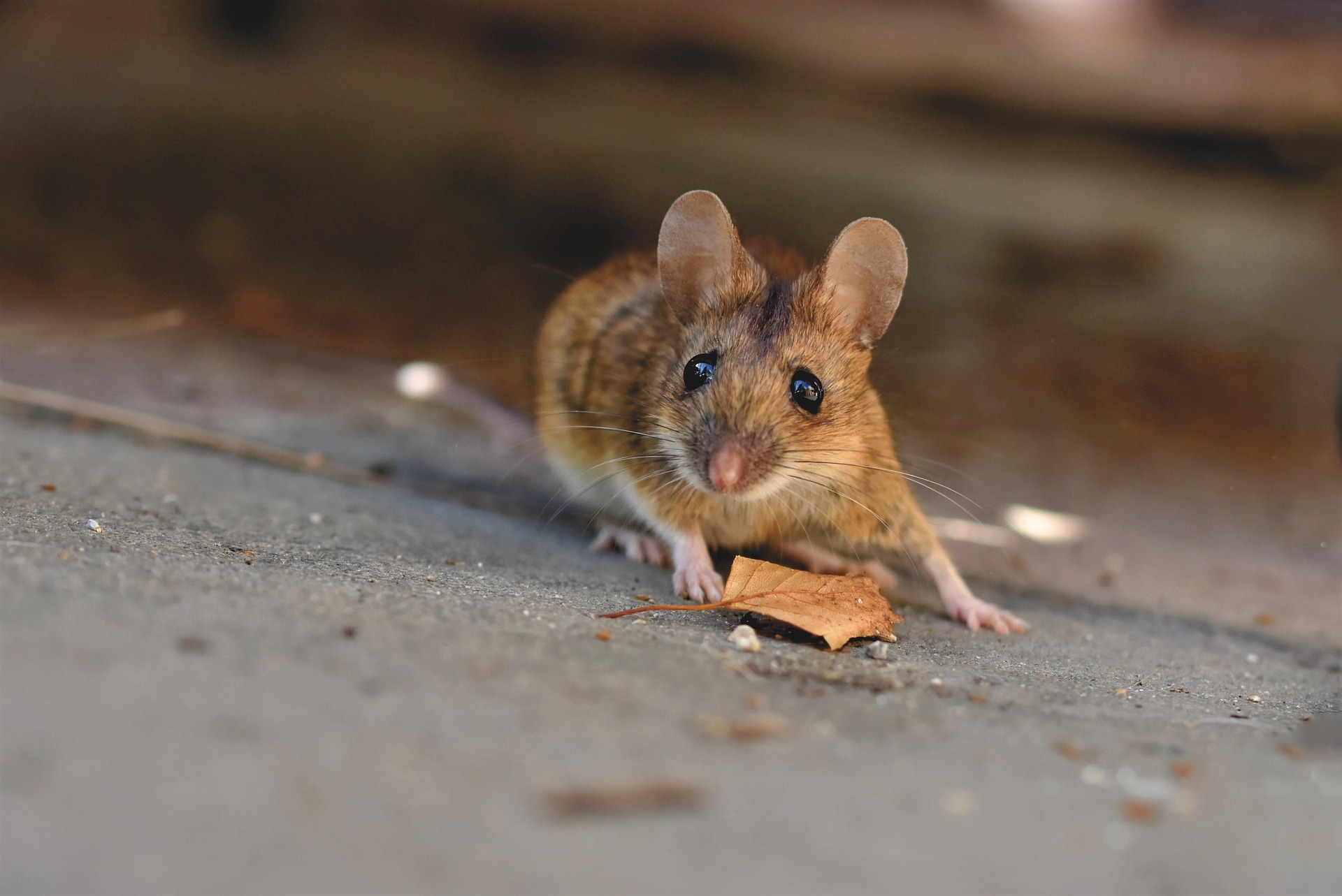AI maps over 1,300 mouse brain subregions with unprecedented precision
