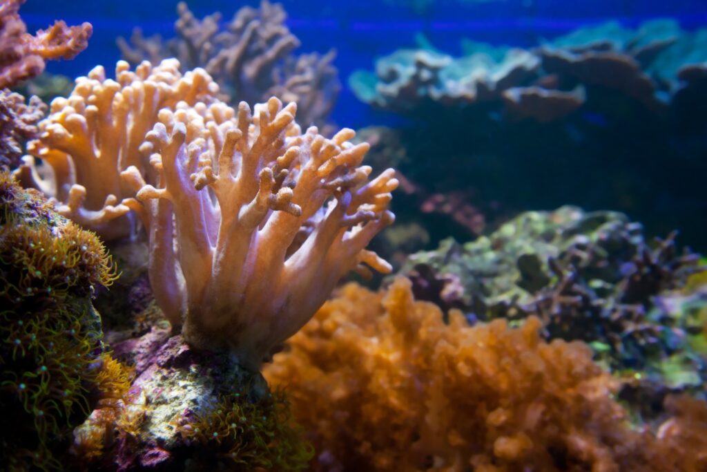Some reefs could stabilise or recover when local pressures are reduced.