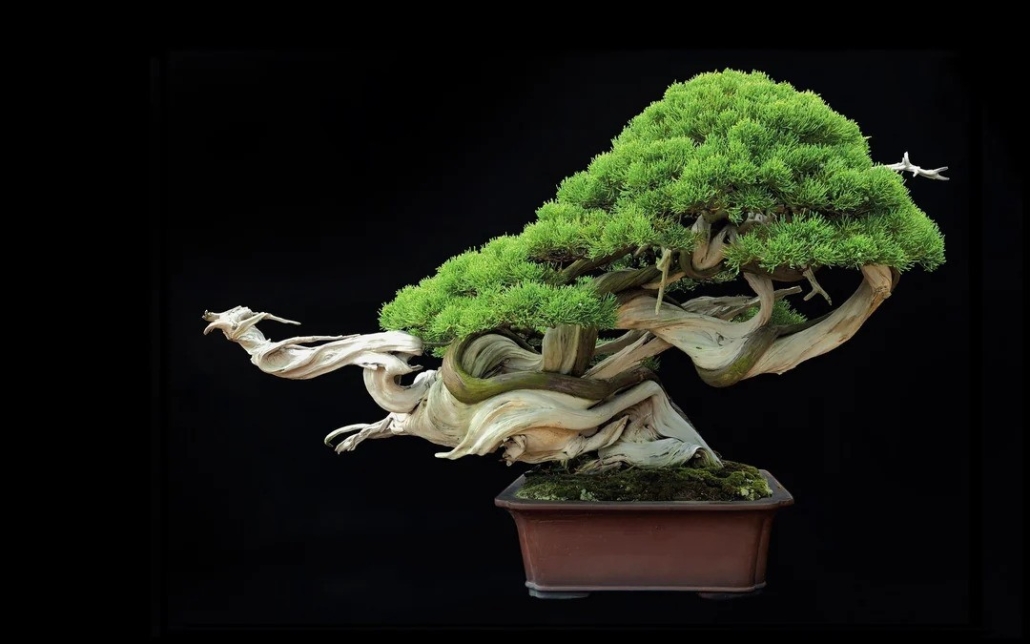 What is virtue? 1 The image shows a photograph of a bonsai tree against a black background