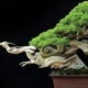 What is virtue? 5 Plant, Potted Plant, Tree, Bonsai, Conifer