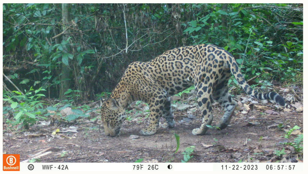 Animal, Wildlife, Mammal, Panther, Cheetah