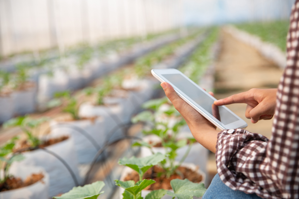 Tech-dense farms emerge as a new model for future agriculture