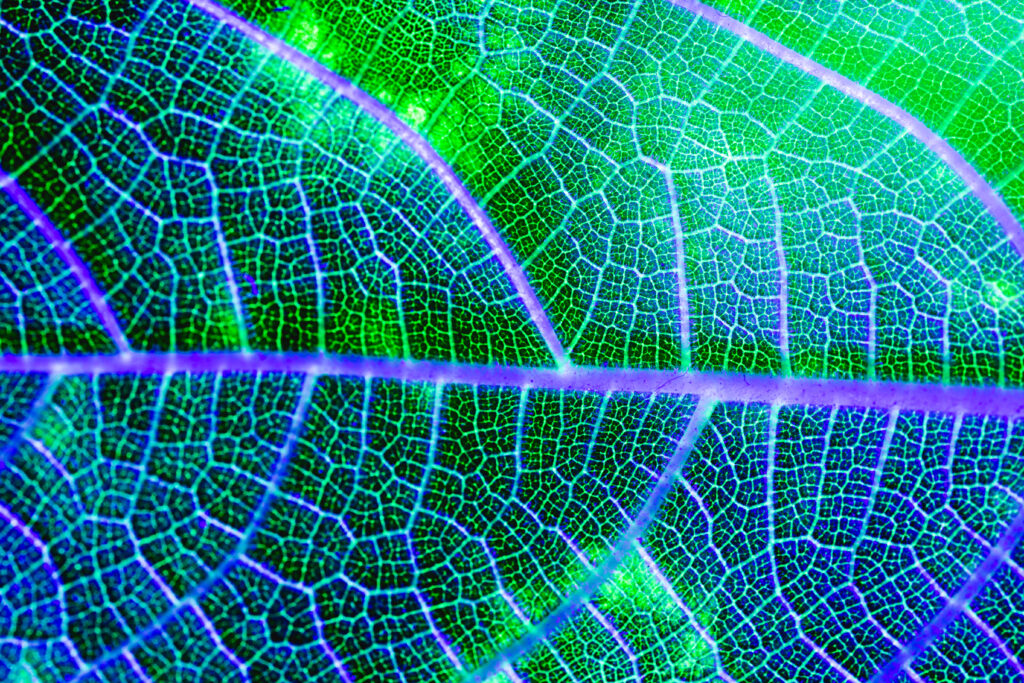 Trained on millions of plant images, Carbon Robotics’ latest AI model allows autonomous robots to recognise unfamiliar weeds directly in the field.