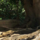 Do problems or solutions have ‘root causes’? 5 Plant, Tree, Vegetation, Tree Trunk, Root, Jungle, Nature, Outdoors