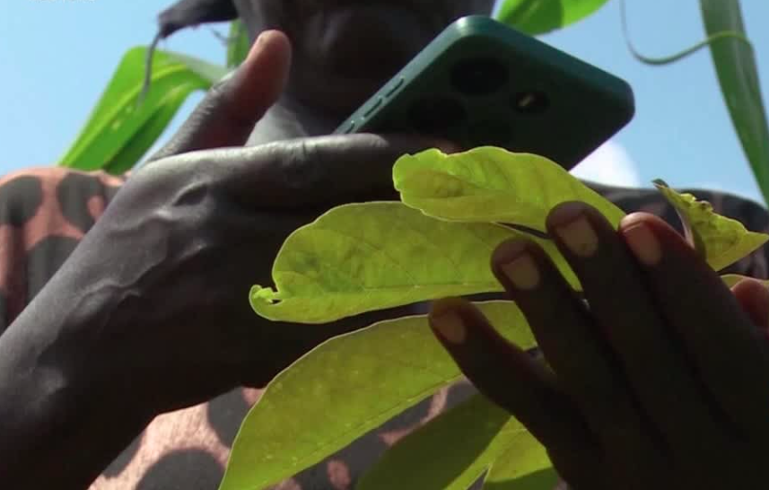  Leaf, Plant, Electronics, Mobile Phone, Phone, Vegetation, Body Part, Finger, Hand, Person