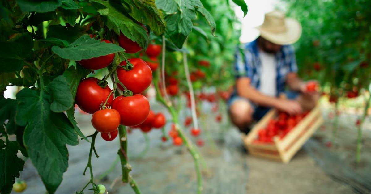 European Commission explores scaling AI in agriculture