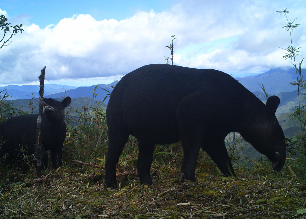 The image shows a photograph of two animals in a forested mountain environment